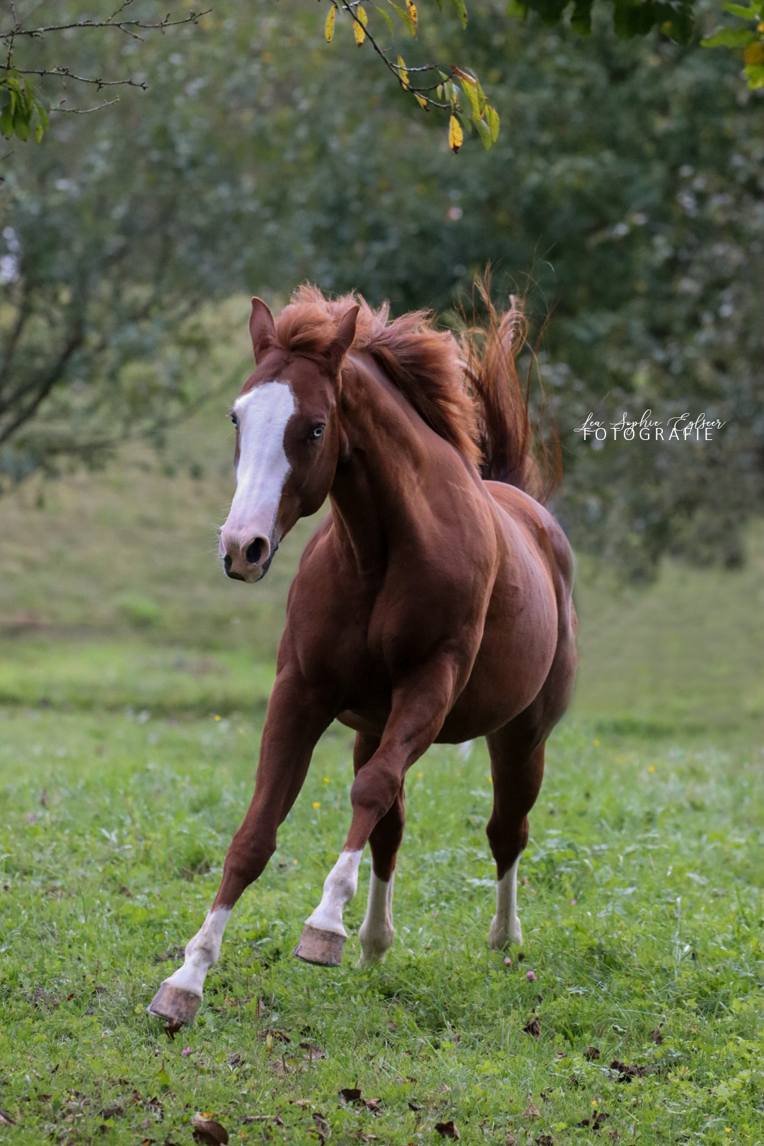Fuchs galoppiert über grüne Wiese