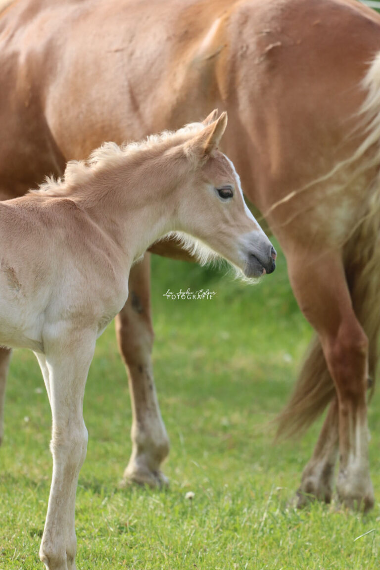 Fohlenshooting mit Hindernissen