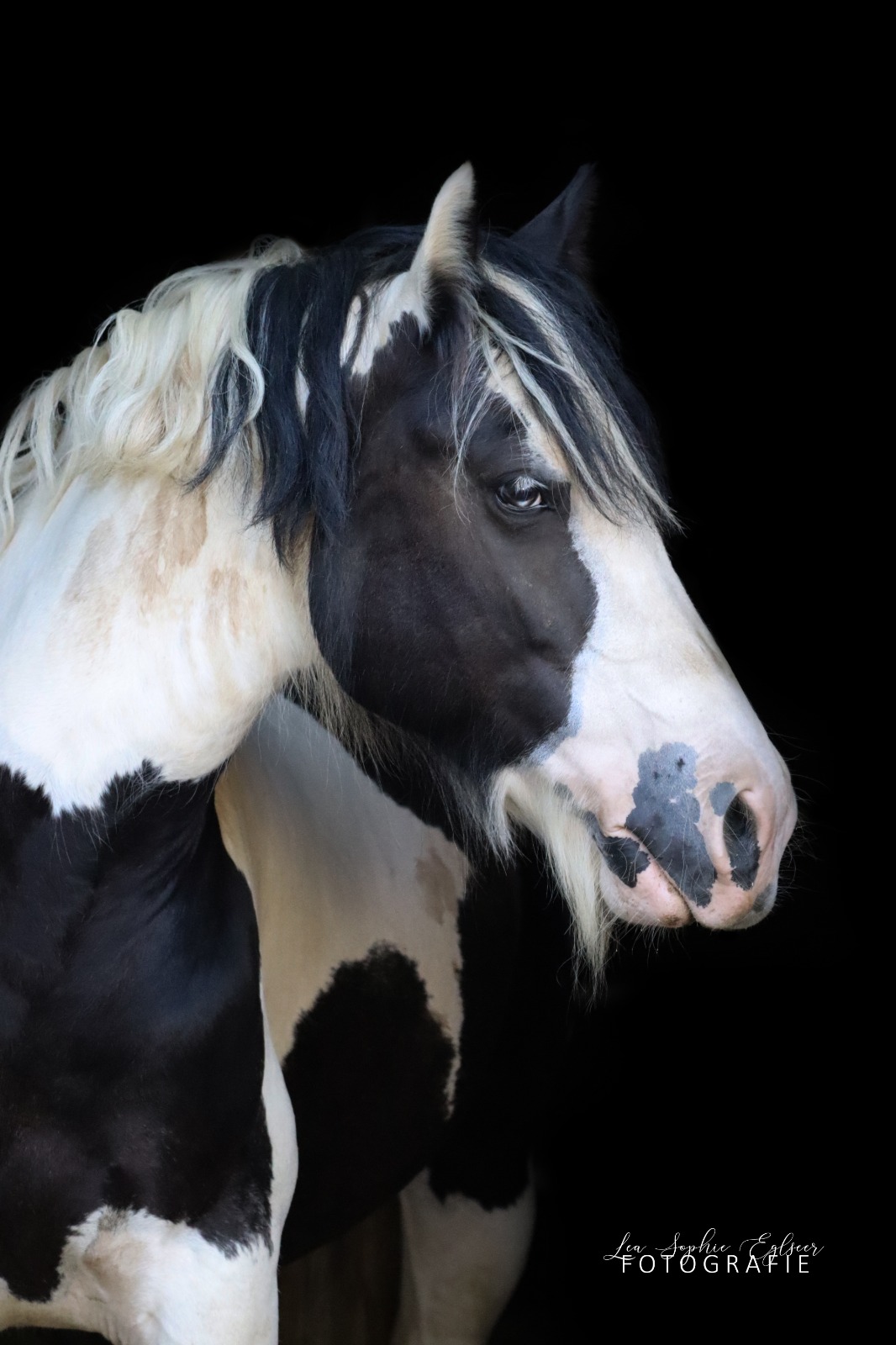 Tinker steht vor schwarzem Hintergrund