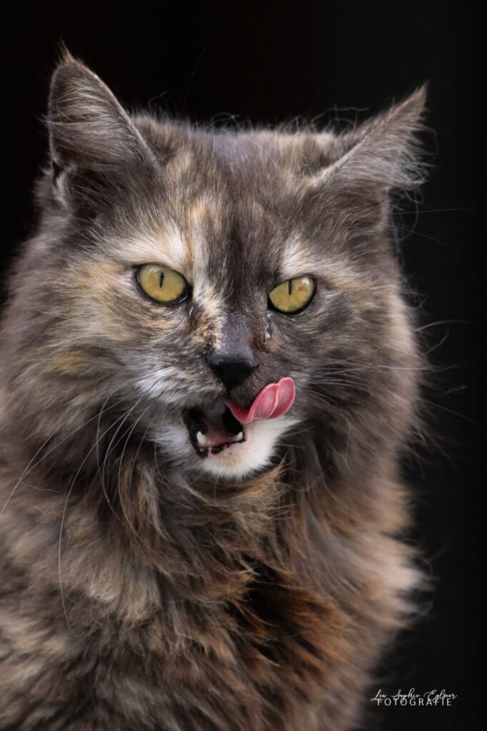Katze leckt sich die Lippen