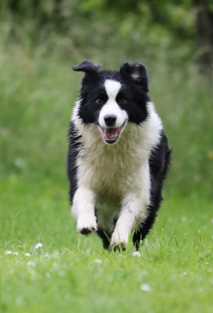 Border Collie läuft über eine Wiese
