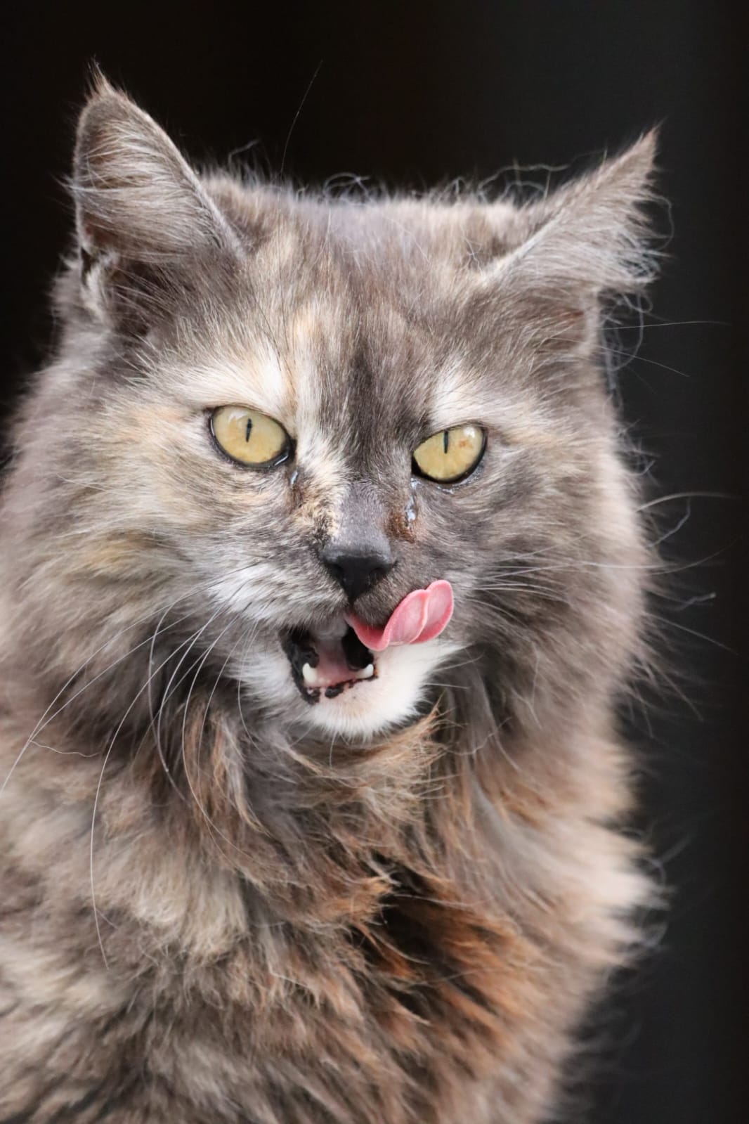 Katze leckt sich die Lippen
