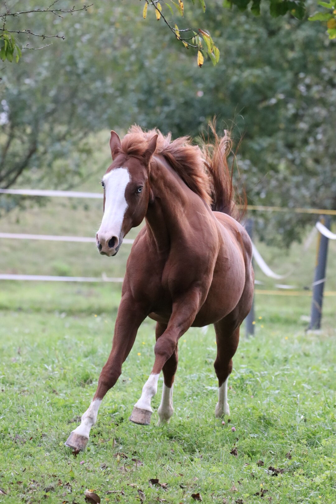 Fuchs galoppiert über grüne Wiese